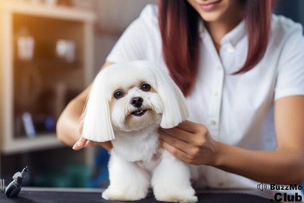 Top 5 Dog Hair Loss Treatment Home Remedies